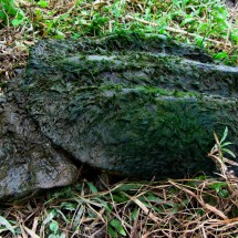 Ugly adult turtle of the Amazon